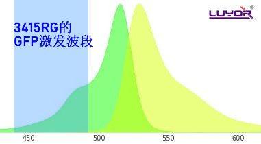 用GFP的激發(fā)光激發(fā)YFP是什么顏色？